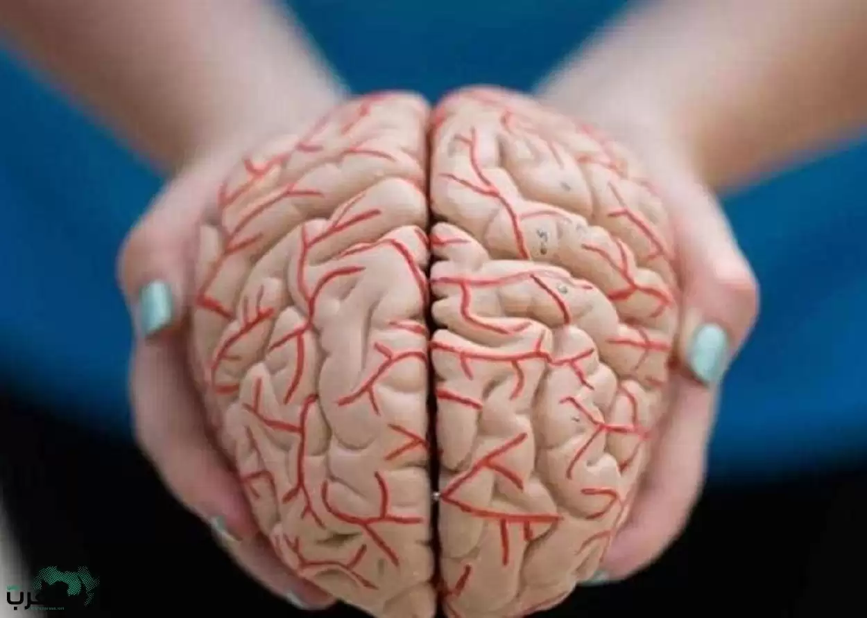 احذر طعام شائع كارثي للغاية على الدماغ:  يسبب عجز كبير في الذاكرة وينهي الخلايا بفترة قياسية جدا.. تجنبه فورا ؟ 